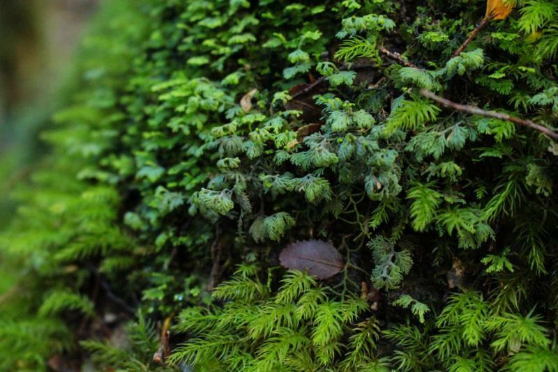 Cabanas Bosque Milenario Coñaripe المظهر الخارجي الصورة