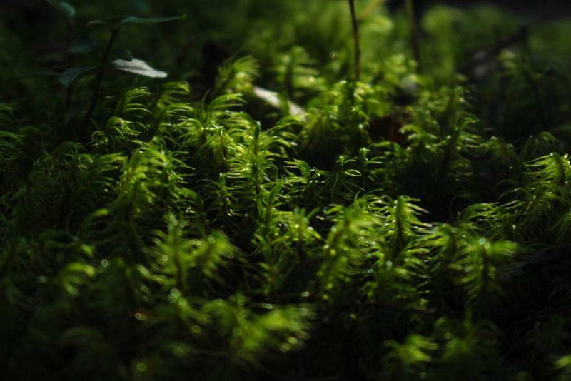 Cabanas Bosque Milenario Coñaripe المظهر الخارجي الصورة