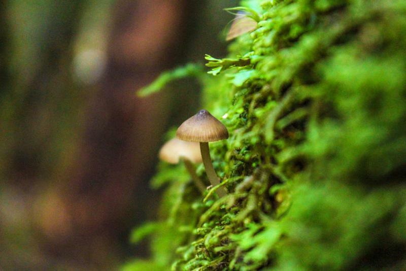 Cabanas Bosque Milenario Coñaripe المظهر الخارجي الصورة